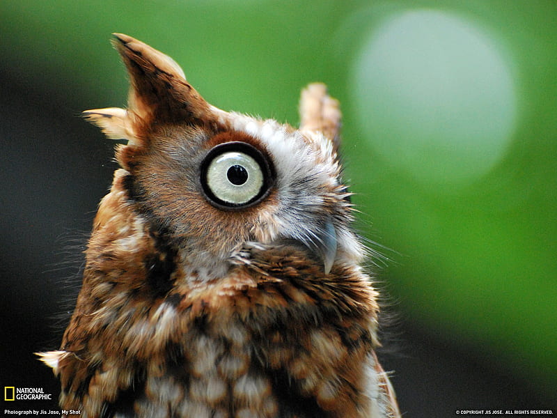 Owl North Carolina- National Geographic selected, HD wallpaper