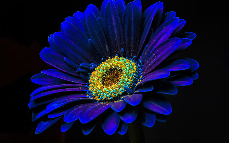 Flor azul, de cerca, azul, gerbera, flor, Fondo de pantalla HD | Peakpx