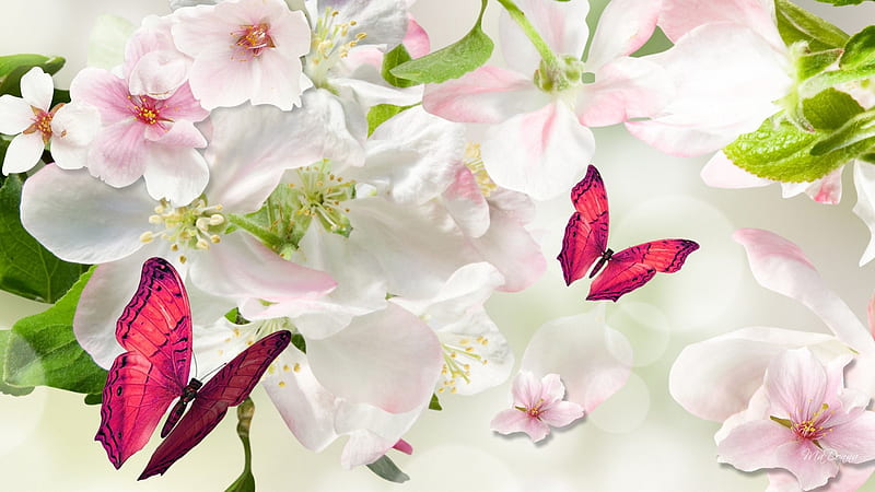 Spring Tender, sakura, fragrant, flowers, spring, soft, butterflies, pink, cherry blossoms, HD wallpaper
