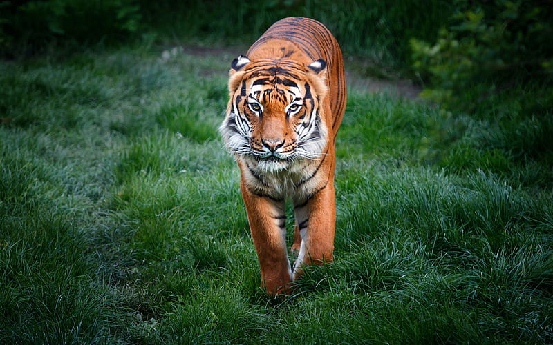 tiger, green grass, wildlife, tigers, predator, wild animals, HD wallpaper