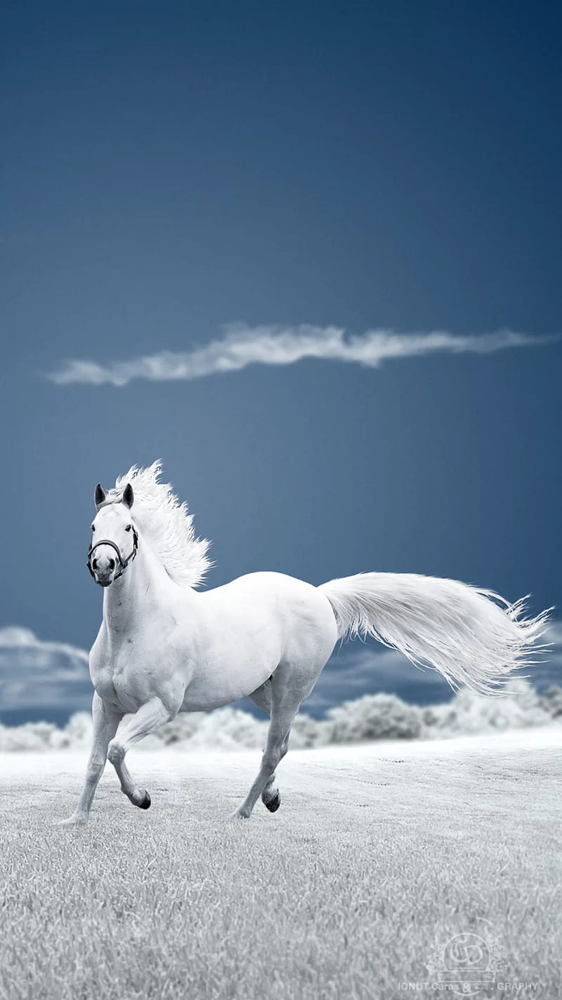 Black and white horses running on snow in clear, beautiful weather 2K  wallpaper download