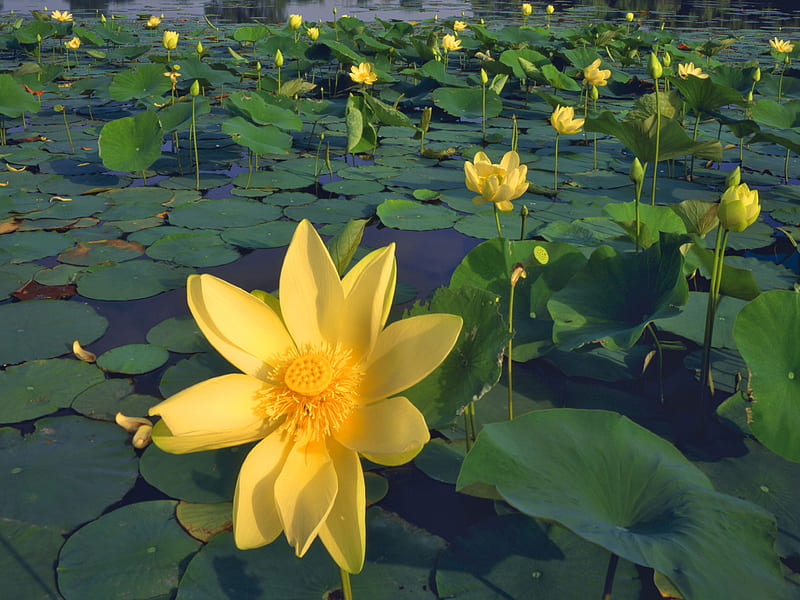 Lotus Lake, leaves, water, lotus, green, flowers, yellow, nature, HD wallpaper