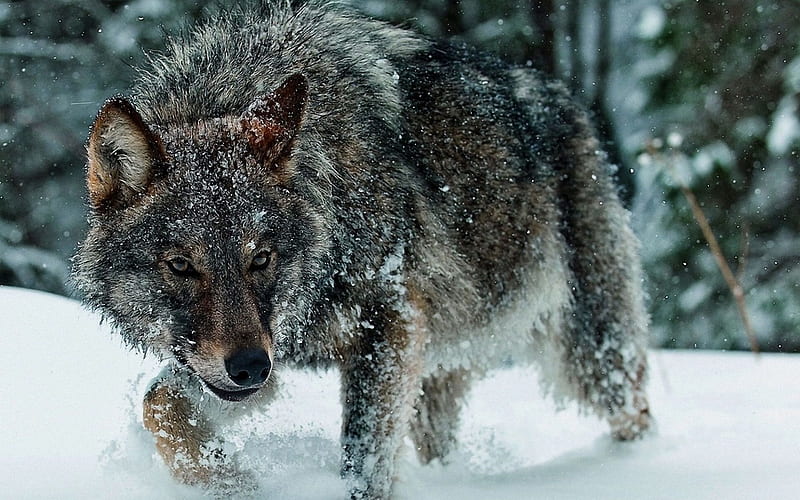 The Hunter, timber, gray, feroucious wolf, dog, angry, HD wallpaper