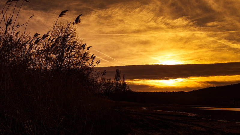 sunset, ears of corn, silhouette, sky, HD wallpaper