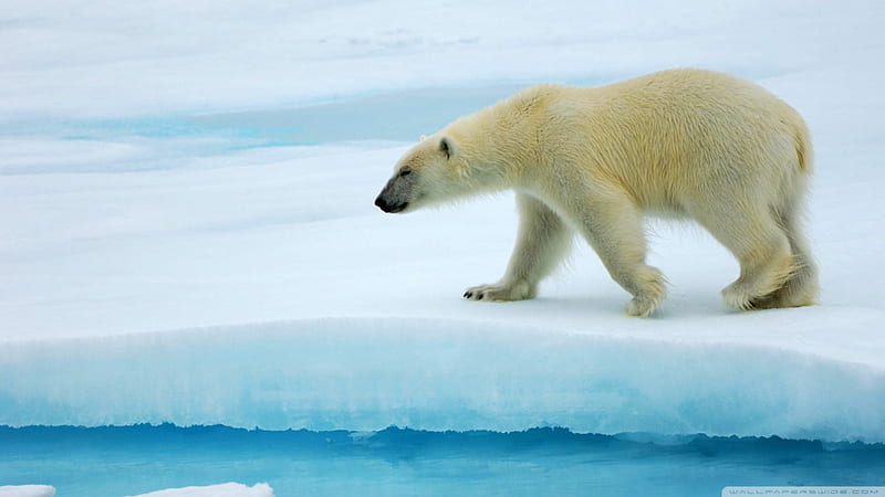 polar bear, bear, ice, polar, water, HD wallpaper