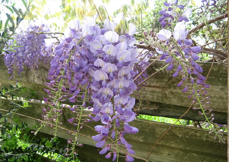 blooms over the fence, fence, flowers, vines, blooms, wisteria, yard, HD wallpaper
