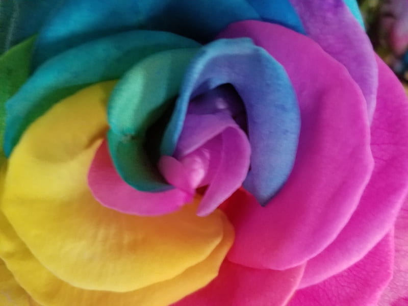 WallFlower, flower, flowers, rainbow, rose, HD wallpaper