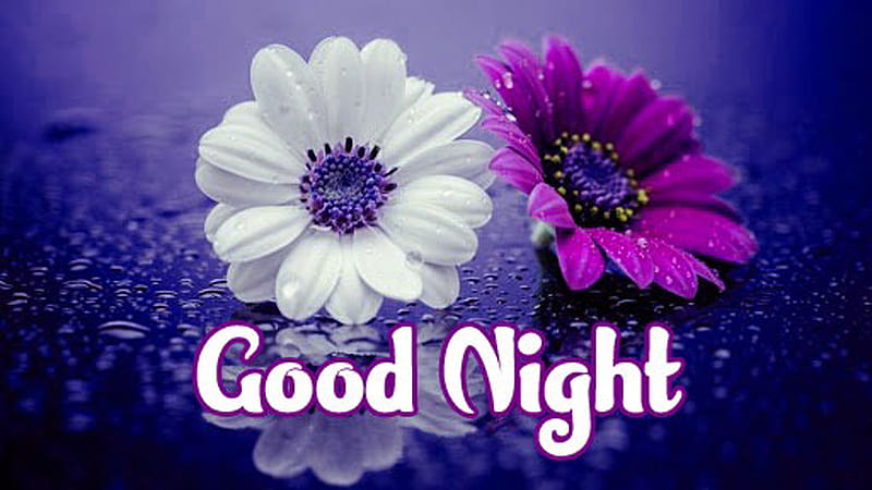 White Dark Purple Flowers Good Night Word Good Night, HD wallpaper | Peakpx