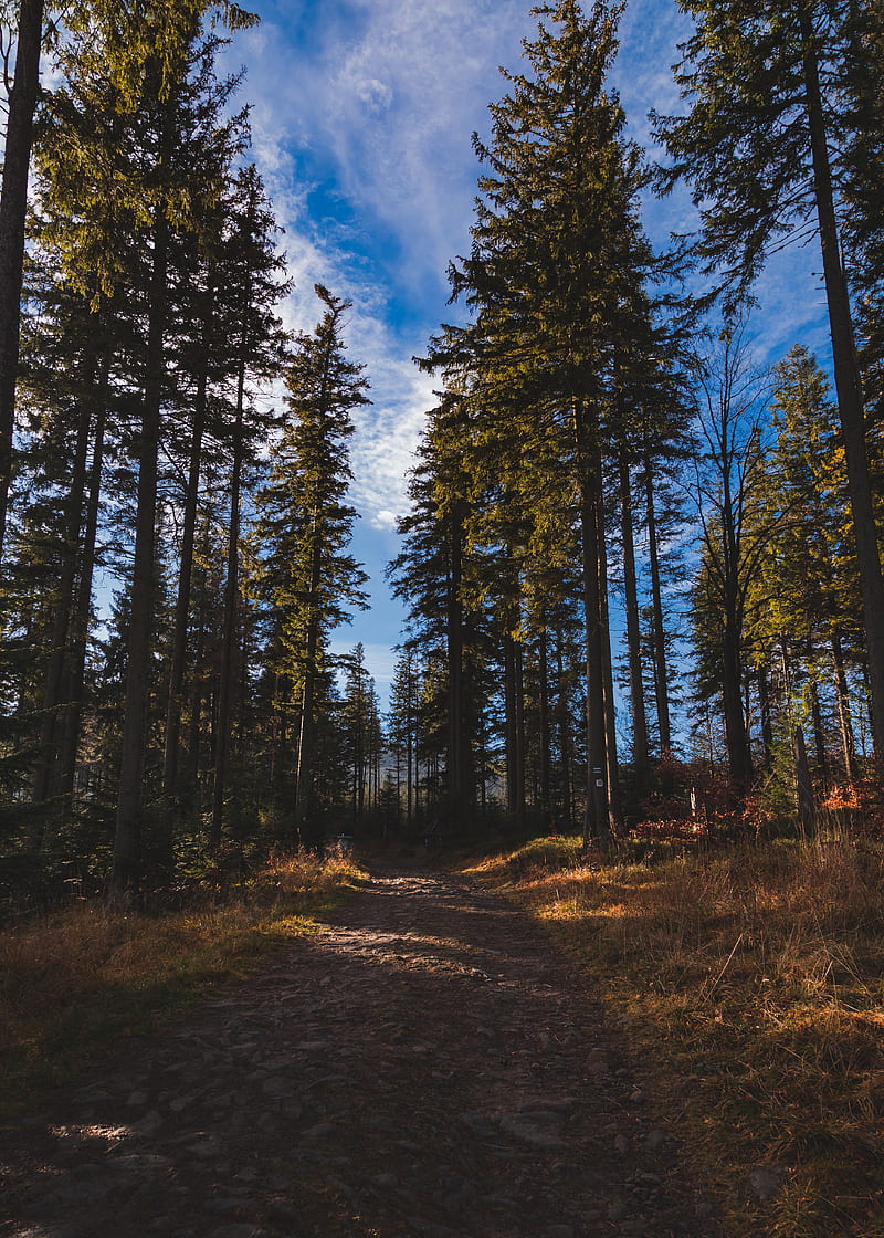 forest, path, trees, pine trees, nature, HD phone wallpaper