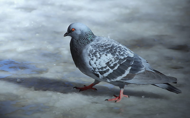 pigeon, painted bird, art, bird of the world, gray pigeon, HD wallpaper