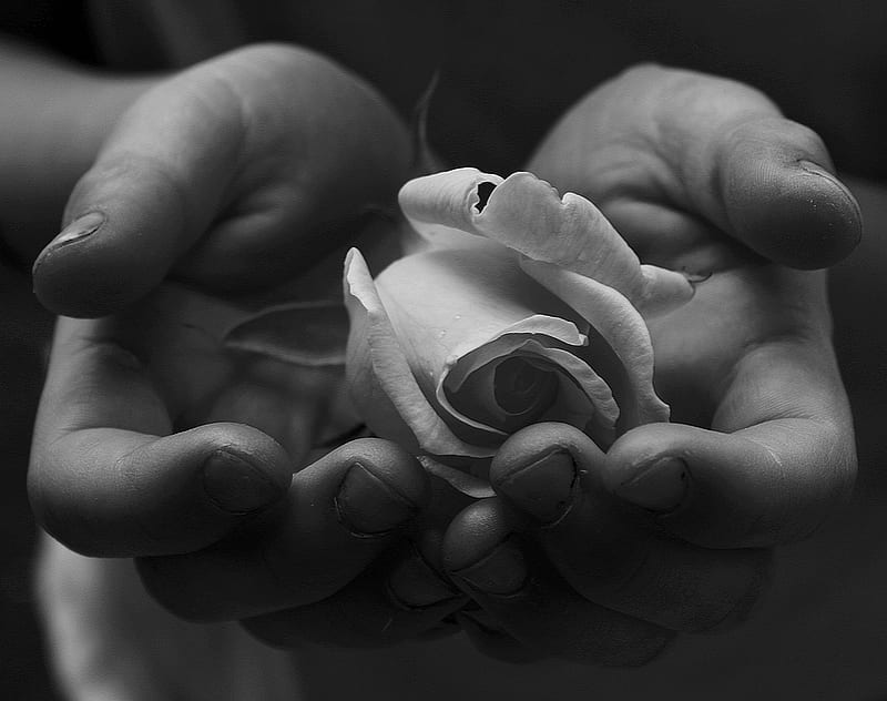 The Flower of Peace, rose, hand, giving, peace, white, HD wallpaper