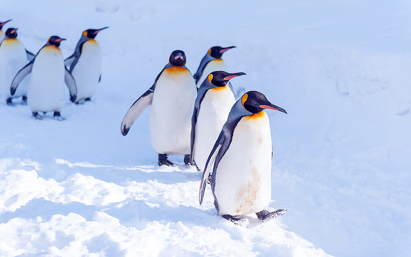 Antarctic glacier sunshine cute penguin, HD wallpaper