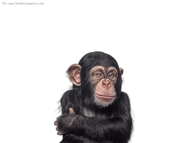 chimp. Jr, primate, jr, chimp, animal, africa, HD wallpaper
