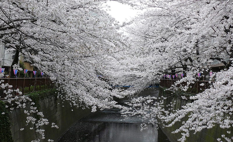 White blooms, bloom, branch, , color, blooms, pic, wall, trees, tree