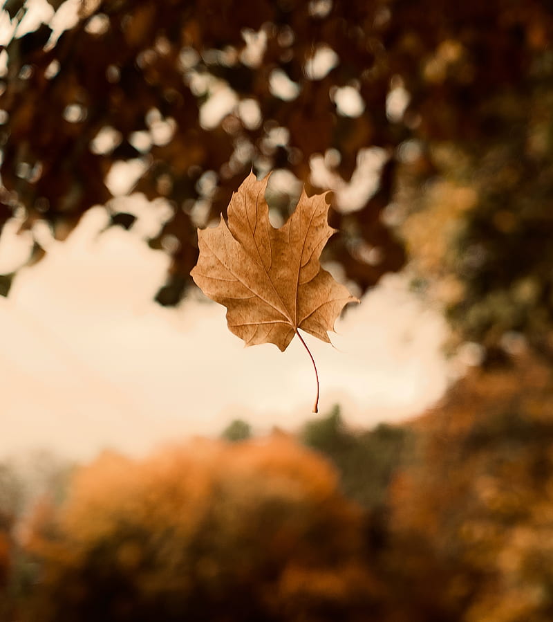 maple, autumn, leaves, focus, HD phone wallpaper