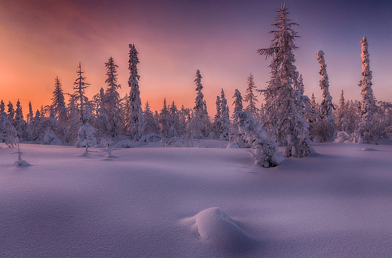 Earth, Winter, Fir Tree, Forest, Sky, Snow, Sunset, HD wallpaper