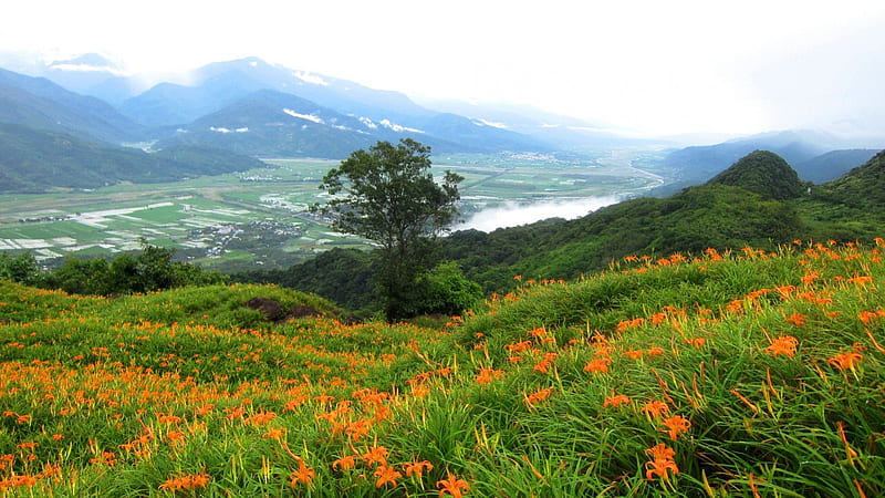 High-mountain daylilies, mountain, tree, orange Dailily, Daylily, Cloudy fog, flowers, nature, bonito, HD wallpaper