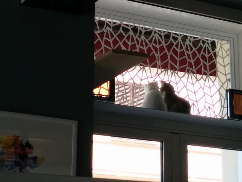 romeow cat bistrot roma, animali, gatti, cats, bistrot, HD wallpaper