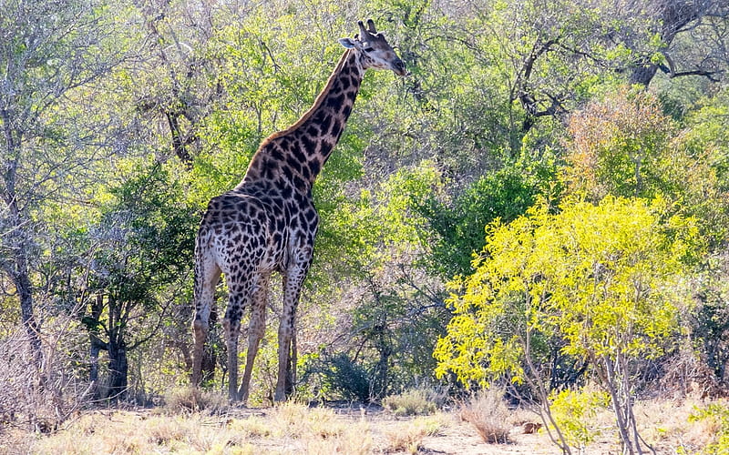 Giraffe, Africa, wildlife, forest, HD wallpaper