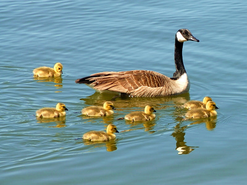 Canada Geese in Spring with Gosslings, webbed feet, gosslings, goose, bill, baby, water, bird, swim, babies, feathers, canada, HD wallpaper