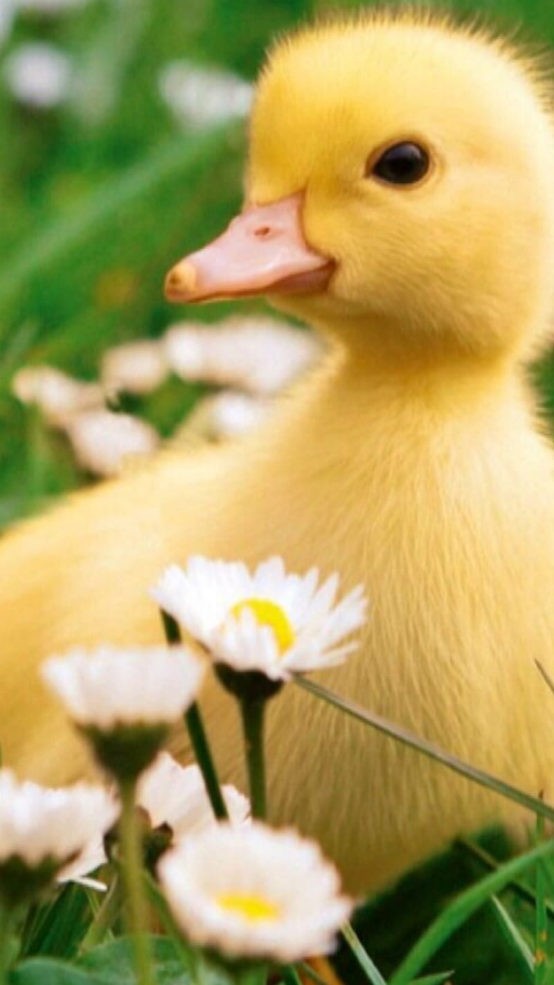 Duckling, animals, baby duck, duck, ducklings, HD phone wallpaper