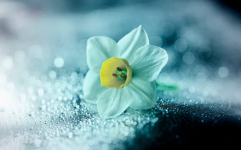 daffodil white flower, close-up, Narcissus, HD wallpaper