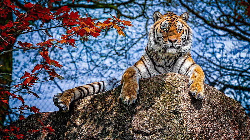 Tiger, animal, red, autumn, rock, view from down, paw, toamna, sky, leaf, stone, tigru, blue, HD wallpaper