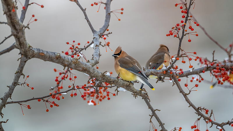 Two Waxwing Birds On Tree Branch Birds, HD wallpaper