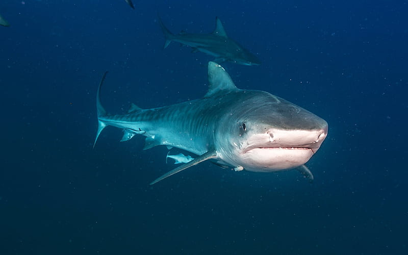 white shark, ocean, underwater world, predator, dangerous sharks, wildlife, HD wallpaper