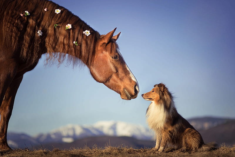 Animal, Horse, Dog, Shetland Sheepdog, HD wallpaper