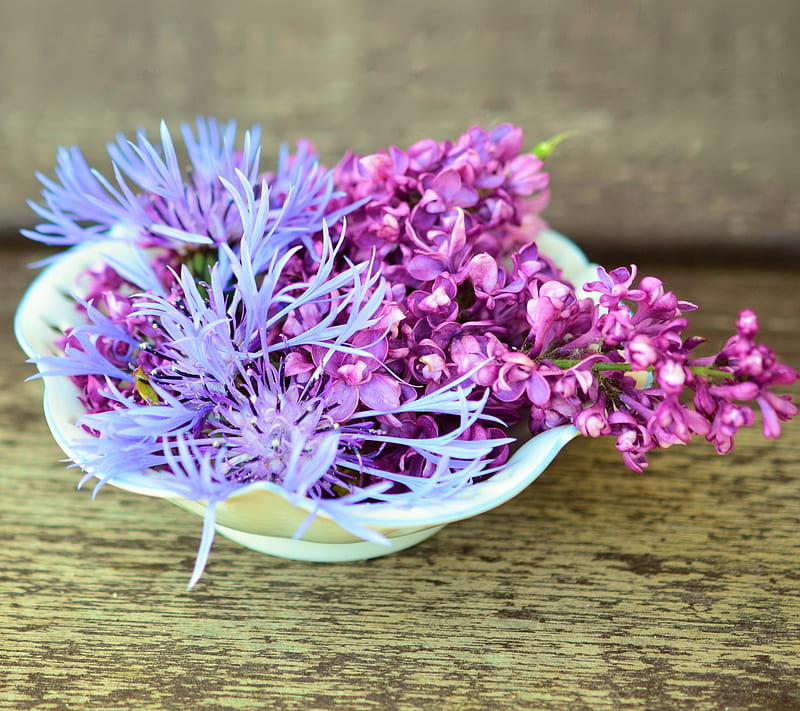 LILAC, cornflower, flower, pink, purple, HD wallpaper