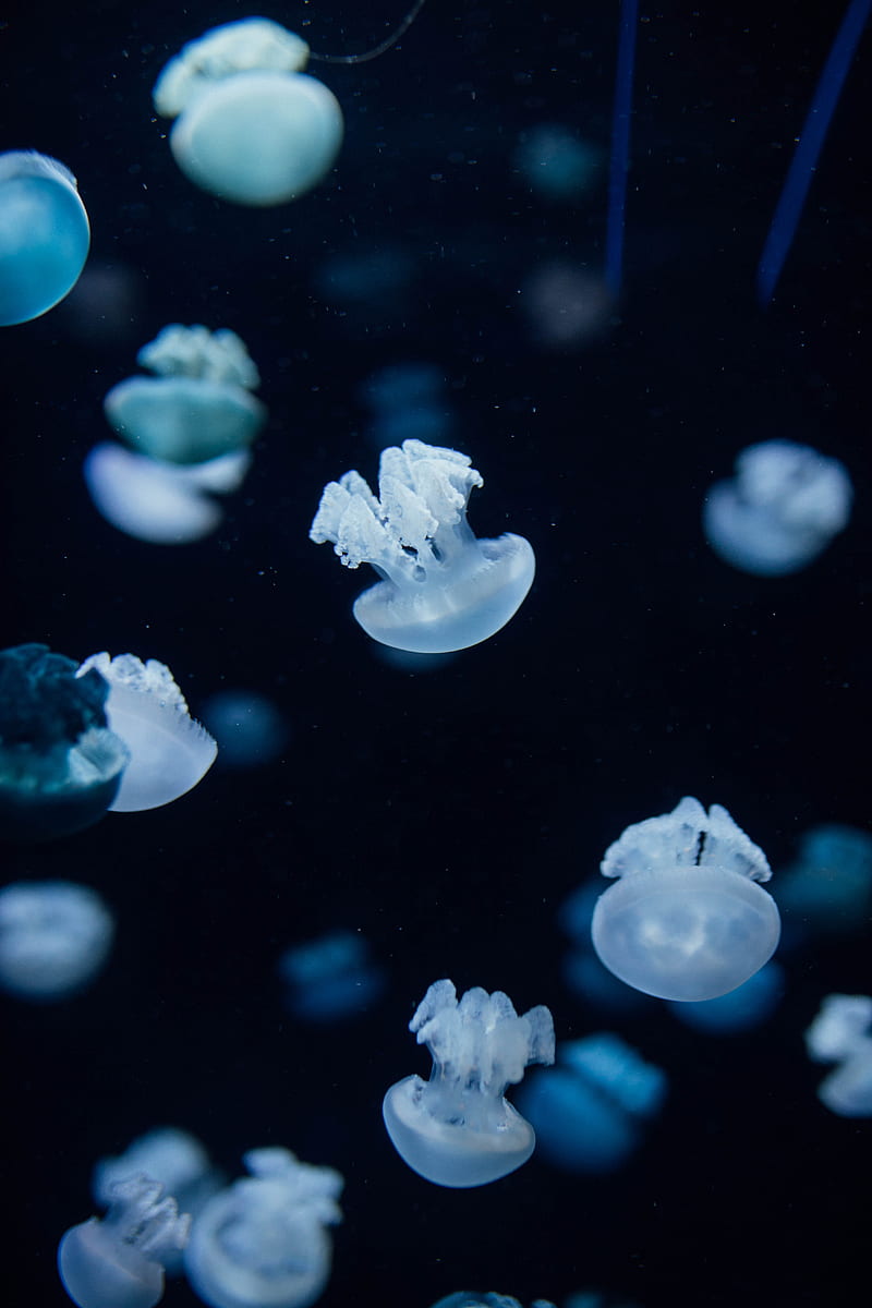 Jellyfish, creatures, depth, underwater, HD phone wallpaper | Peakpx