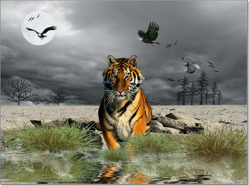 Oasis tiger, birds, eagle, tiger, huntr, HD wallpaper