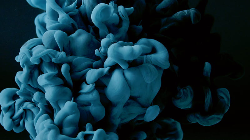 Blue Flower Petals in Black Background, HD wallpaper