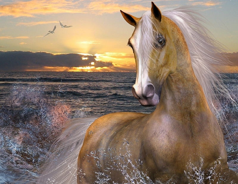 Horse, sunset, animals, other, HD wallpaper | Peakpx