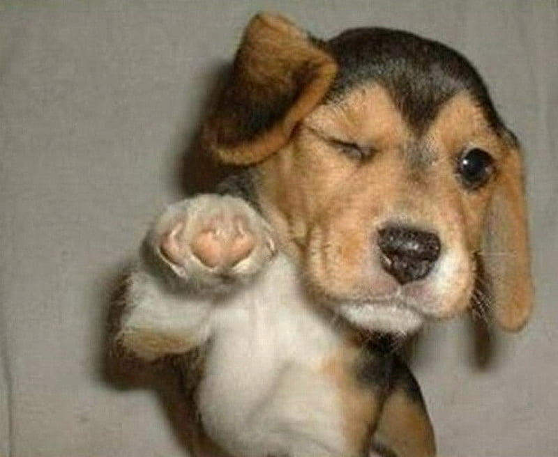 HEY DUDES, waving, cute, winking, dog, HD wallpaper