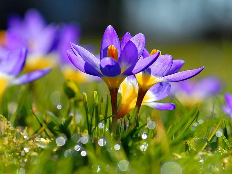 Spring flowers, pretty, crocus, lovely, grass, bonito, drops, spring ...