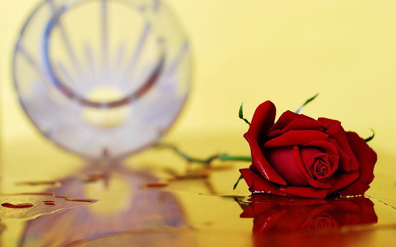 Rose, red rose, flowers, vase, nature, drops, roses, HD wallpaper | Peakpx