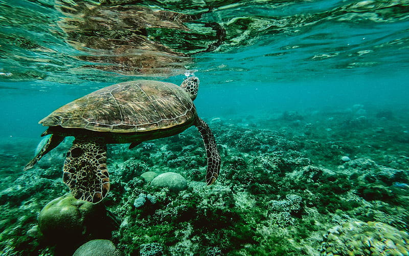 turtle, underwater, sea, wildlife, Testudines, HD wallpaper