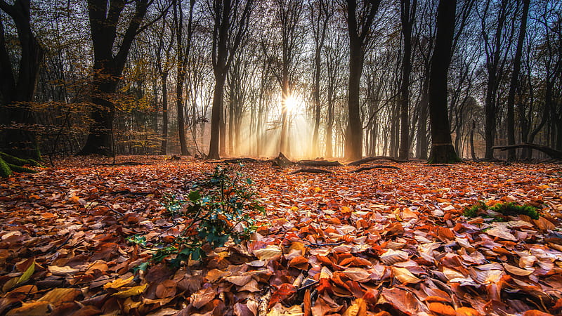 Trees And Fallen Leaves During Sunrise Nature, HD wallpaper