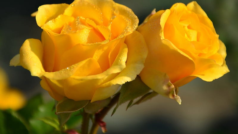 Sunshine, yellow, nature, roses, HD wallpaper | Peakpx