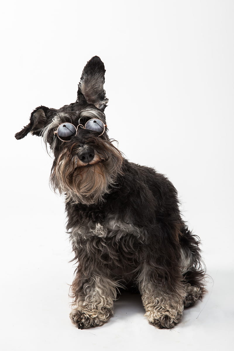 Schnauzer, perro, mascota, gafas, Fondo de pantalla de teléfono HD | Peakpx