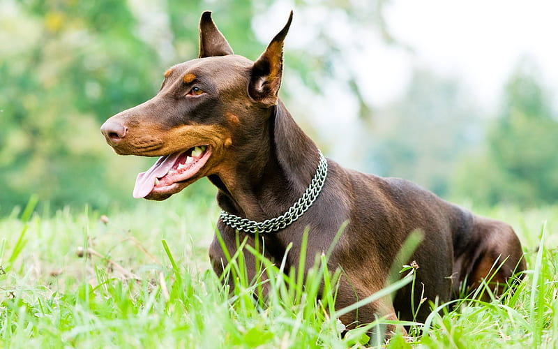 Doberman Pinscher, lawn, pets, dogs, brown dog, cute dog, Doberman Pinscher Dog, HD wallpaper