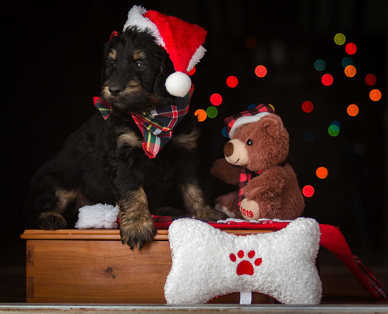 dog wearing Santa hat beside brown bear plush toy, HD wallpaper