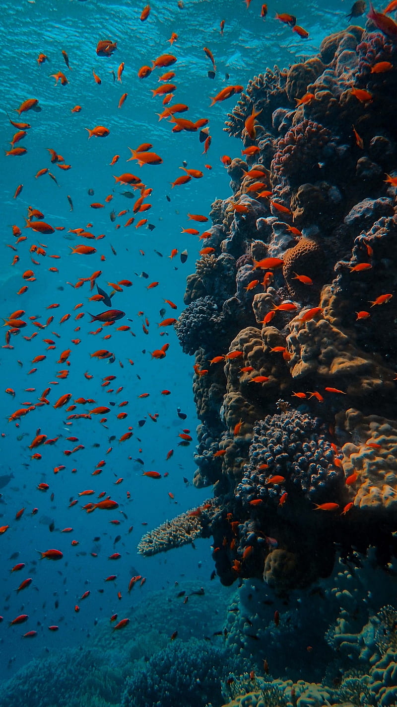 The Reef, aquarium, goldfish, reef, sea, under, water, HD phone wallpaper