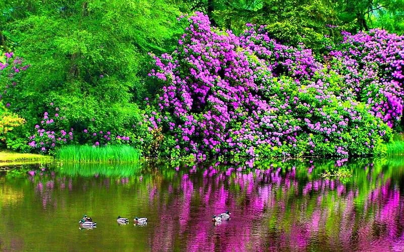 Ponds with garden flowers, colors of nature, greenery, green nature, purple flowers, park, swan, pond, lovely nature, water, splendor, paradise, garden, beautiful shore, HD wallpaper