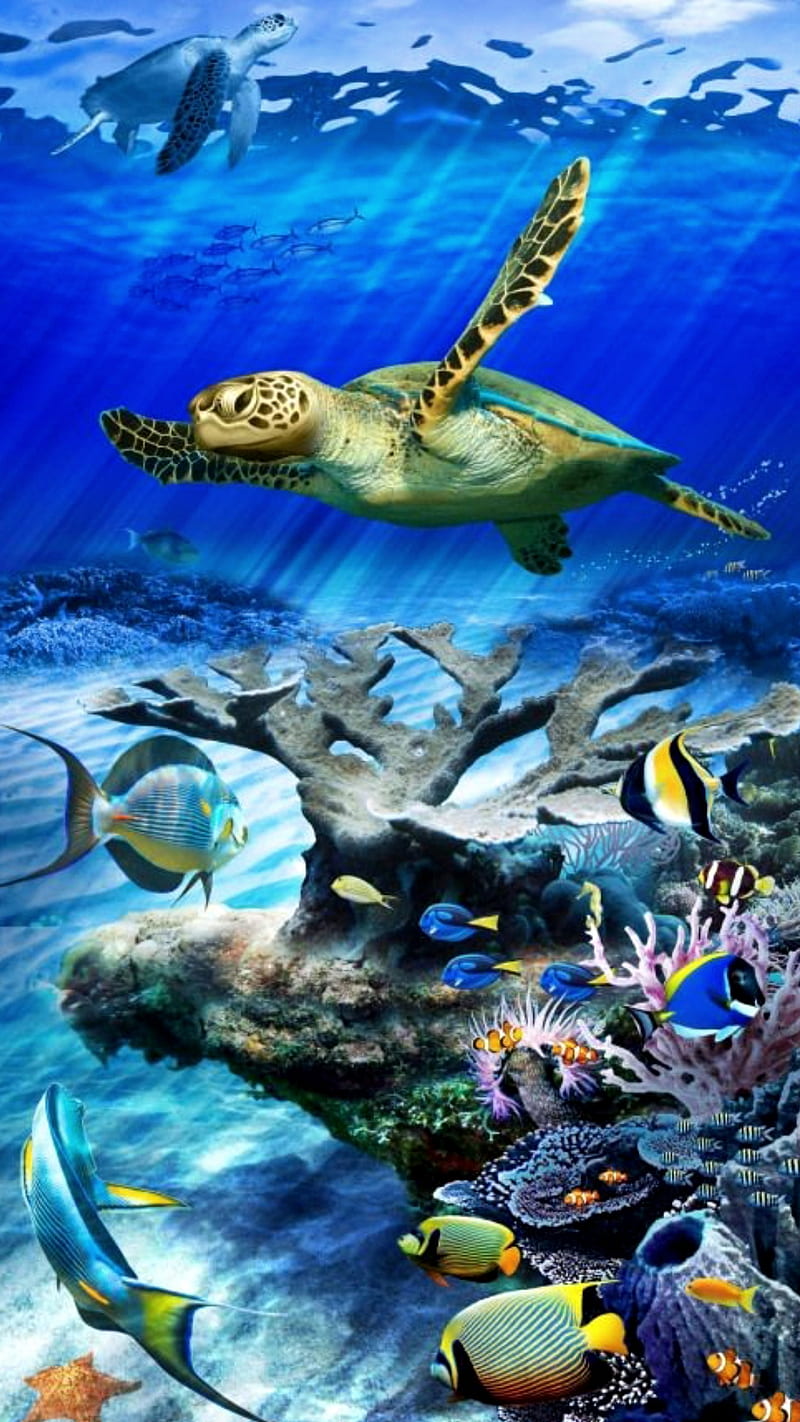 Under the ocean, aquarium, fish, nature, sea, turtle, water, HD phone wallpaper