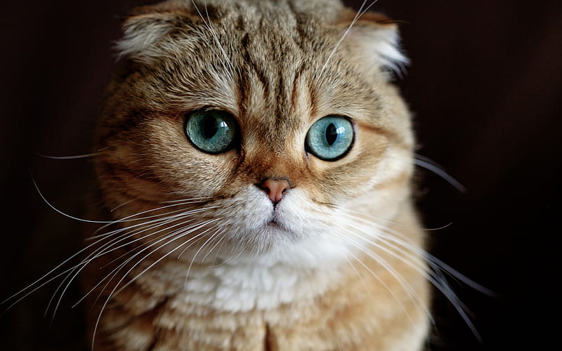 Scottish fold, beautiful fluffy cat, brown cat, domestic cats, big blue eyes, HD wallpaper