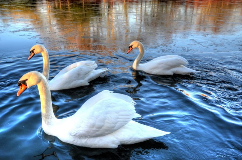 * WHITE SWAN *, bird, birds, swans, animals, animal, HD wallpaper | Peakpx
