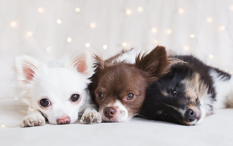 small dogs, chihuahua, cute animals, puppies, HD wallpaper